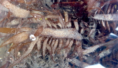 Prionitis lanceolata