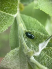 Phratora vulgatissima