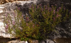 Fumaria officinalis