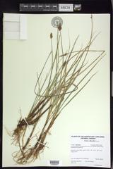 Carex diandra