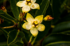 Pachycarpus acidostelma