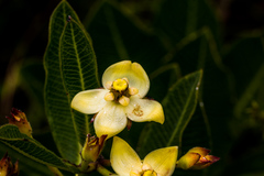 Pachycarpus acidostelma