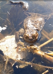Bufo bufo