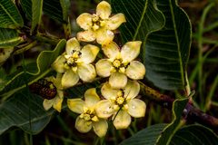 Pachycarpus acidostelma