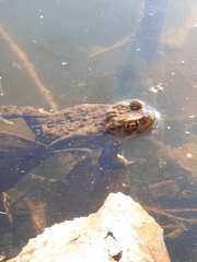 Bufo bufo