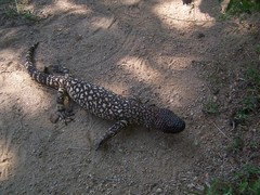 Heloderma horridum