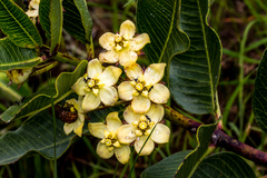 Pachycarpus acidostelma