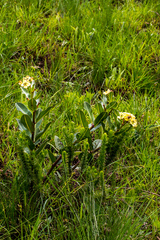 Pachycarpus acidostelma