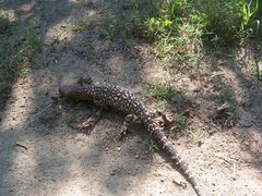 Heloderma horridum