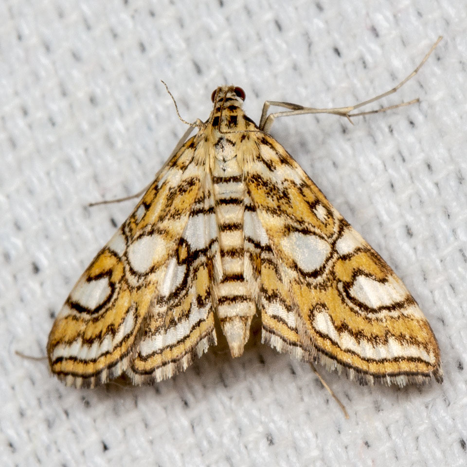 Nymphula Moth