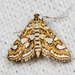 Nymphula Moth - Photo (c) nolieschneider, some rights reserved (CC BY-NC), uploaded by nolieschneider