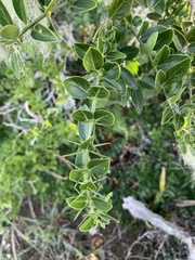 Azima tetracantha