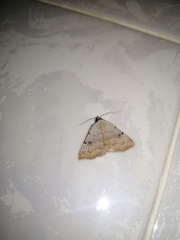 Plecoptera inquinata