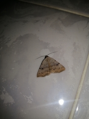 Plecoptera inquinata