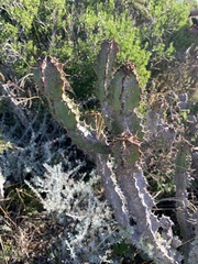 Euphorbia