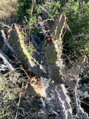 Euphorbia