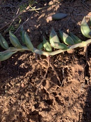 Curio radicans