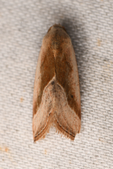Micrathetis