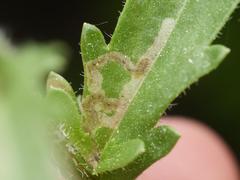 Phytomyza leucanthemi