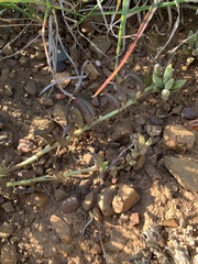 Curio radicans