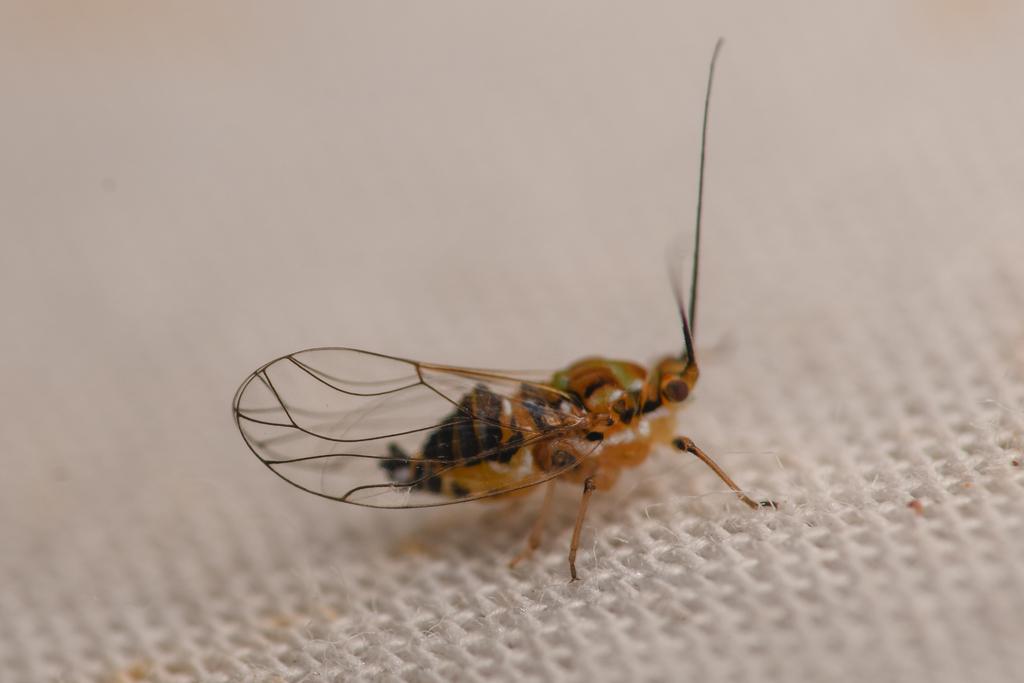 Mastigimas schwarzi