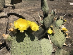 Opuntia huajuapensis