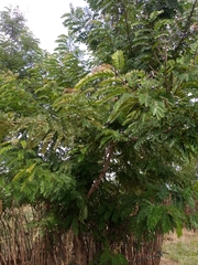 Fabaceae