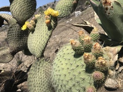 Opuntia huajuapensis