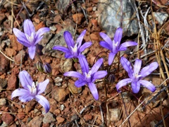 Brodiaea rosea rosea