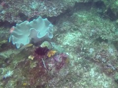 Halichoeres solorensis