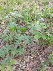 Geranium pseudosibiricum