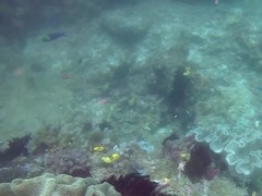 Thalassoma amblycephalus