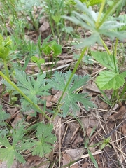 Geranium pseudosibiricum