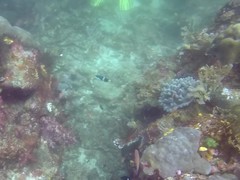 Thalassoma jansenii