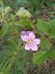 Geranium pseudosibiricum
