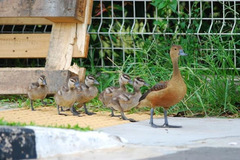 Lesser Whistling-Duck photo 4