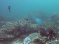 Caranx melampygus