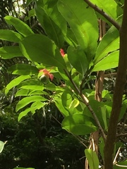 Ochna membranacea