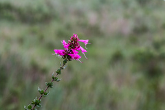 Syncolostemon densiflorus