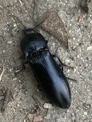 Melanactes densus
