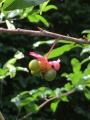Ochna membranacea