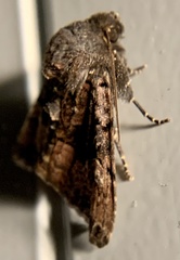 Euplexia