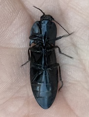 Melanactes densus