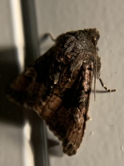 Euplexia