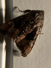 Euplexia