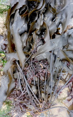 Laminaria sinclairii