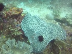 Acanthurus nigricauda