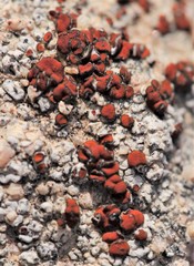Polycauliona luteominia