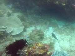 Acanthurus leucocheilus