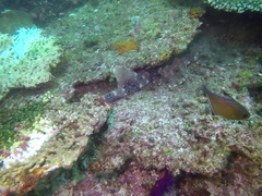 Pempheris vanicolensis